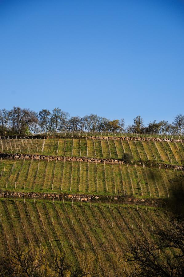 B&B Fagiolari Greve in Chianti Ngoại thất bức ảnh